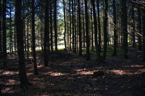 Мальовничий знімок високих вузьких дерев, що роблять відтінок вдень - Фото, зображення
