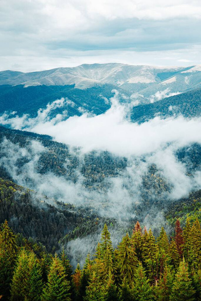 A vertical shot of a beautiful forest near the mountains - Foto, imagen