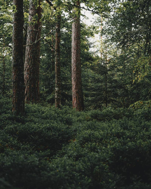 A vertical shot of a dense forest with tall trees and lush foliage - Photo, Image