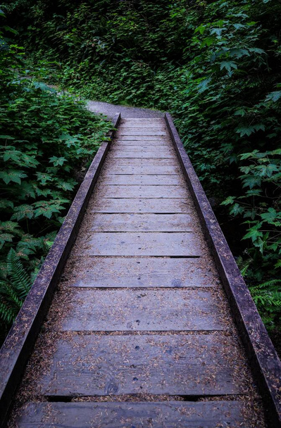 A vertical shot of a wooden walkway surrounded by bright green plants in a summer park - Foto, imagen