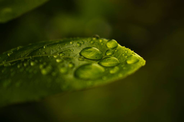 green bokeh leaf with water droplets - 写真・画像