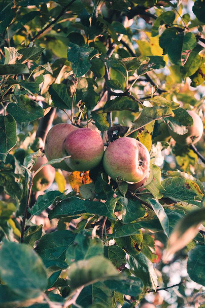 Les pommes mûres sur une branche d'arbre, verticales - Photo, image