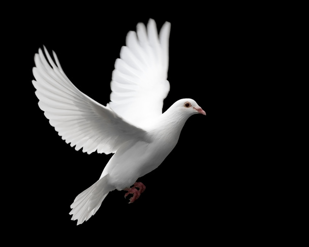 weiße Taube in Flug 1 - Foto, Bild