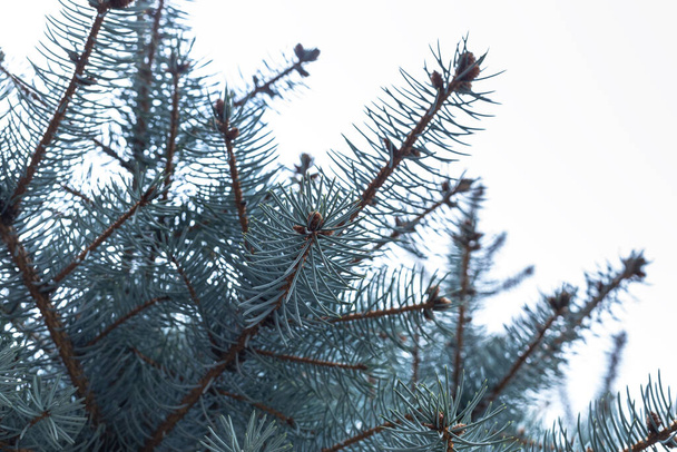 Arrière-plan des branches d'épinette bleue. Les cônes de l'épinette bleue, verte et blanche ou épinette bleue du Colorado, avec le nom scientifique latin Picea pungens, est une espèce d'épinette. - Photo, image