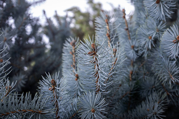 Tło z gałęzi niebieskiego świerku. Szyszki niebieskiego, zielonego i białego świerku lub błękitnego świerku Colorado, o łacińskiej nazwie naukowej Picea pungens, jest gatunkiem świerku. - Zdjęcie, obraz