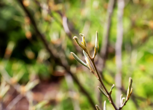 Flower of hamamelis intermedia in early spring. Hamamelis has gorgeous flowers in early spring. - Photo, Image