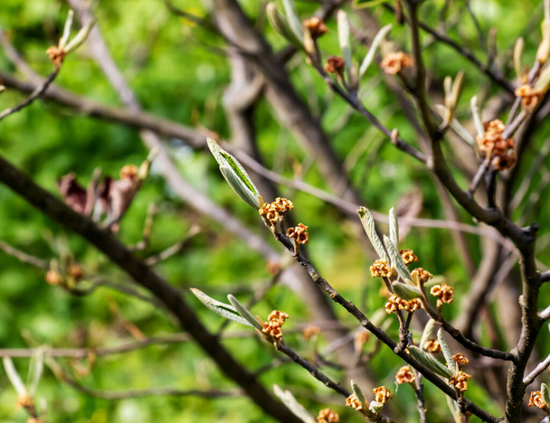 Цветок хамамелиса промежуточный весной. Hamamelis имеет великолепные цветы в начале весны. - Фото, изображение