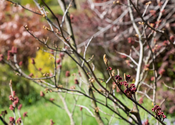 Kwiat hamamelis Hamamelis Intermedia Pallida wczesną wiosną. Hamamelis ma wspaniałe kwiaty wczesną wiosną. - Zdjęcie, obraz