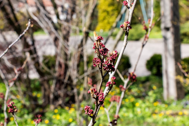Hamamelis Hamamelis 'in çiçeği baharın başlarında intermedia Pallida. Hamamelis 'in baharın başlarında harika çiçekleri var.. - Fotoğraf, Görsel