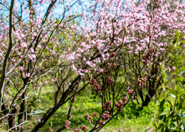 Flower of hamamelis Hamamelis intermedia Pallida in early spring. Hamamelis has gorgeous flowers in early spring. - Photo, Image