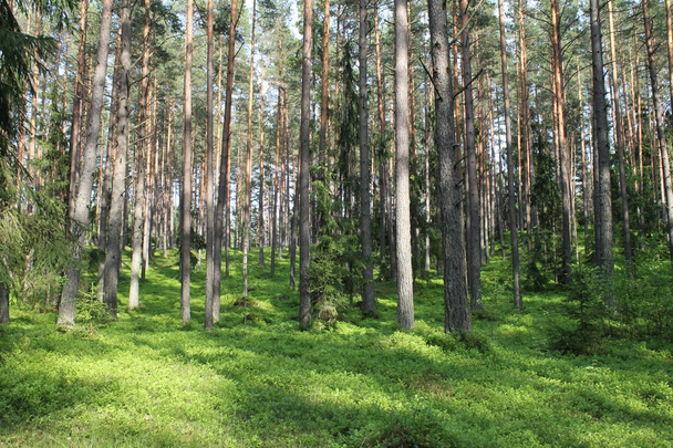 Forest - Zdjęcie, obraz