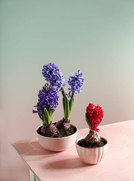 Purpurfarbene Hyazinthen Stillleben. Frühling Ostern Komposition auf rosa Hintergrund - Foto, Bild