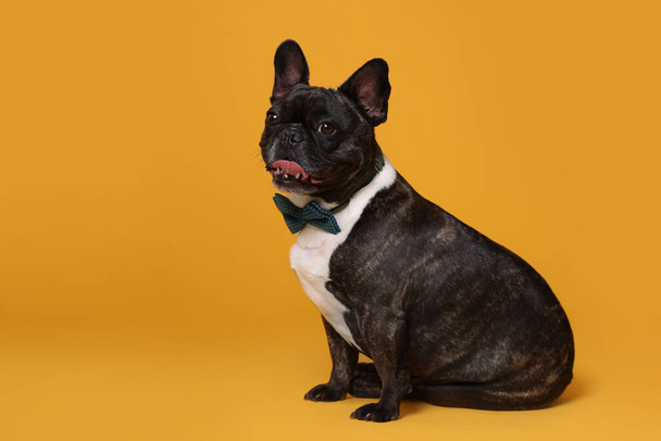 Adorable French Bulldog with bow tie on orange background, space for text - Foto, Imagen