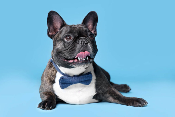 Adorable French Bulldog with bow tie on light blue background - Zdjęcie, obraz