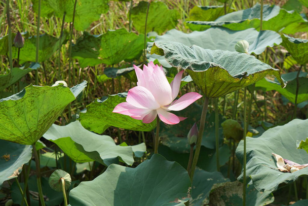 background lotus in the river - Photo, Image