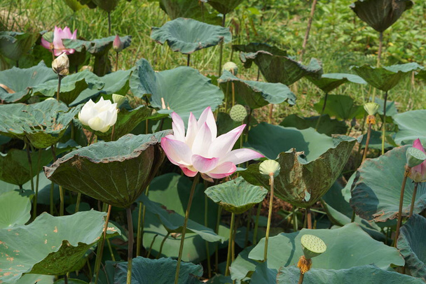 lotus φόντο στο ποτάμι - Φωτογραφία, εικόνα