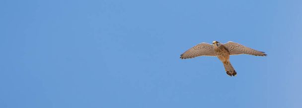 Uccello gheppio che vola nel cielo - Foto, immagini