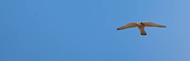 Кестрел птица парящая в небе - Фото, изображение