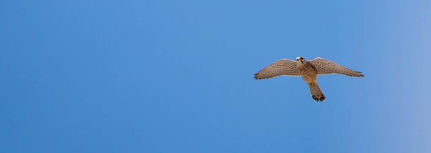 Pájaro cernícalo volando en el cielo - Foto, Imagen