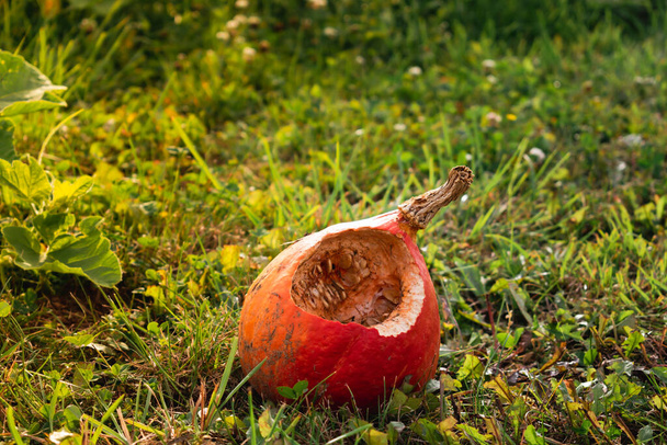 Red kuri squash zjedzony przez zwierzę jesienią w ogrodzie, nasiona są wyświetlane, cucurbita - Zdjęcie, obraz