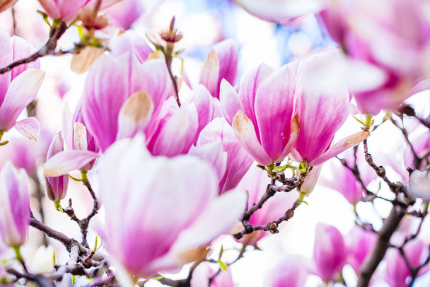 pink magnolia flowers in the garden - Fotoğraf, Görsel