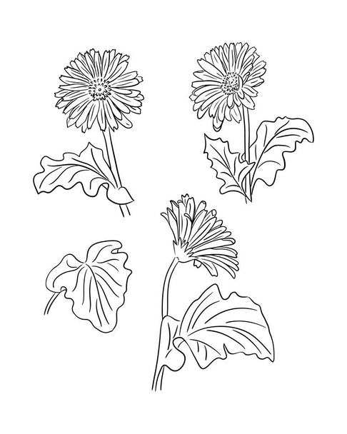 Kézzel rajzolt gerberakészlet. Vektor firka stílusban. Fekete virágok és levelek elszigetelt fehér háttérrel. Tökéletes színező oldalak, mint tetoválás, minta, háttér, csomagolópapír, textil - Vektor, kép