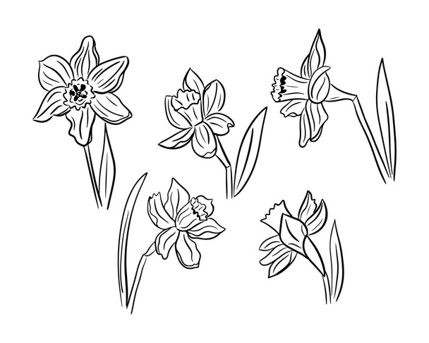 Collection of hand drawn tulips. Vector line art. Flowers isolated on white background. Ideal for coloring pages, as tatoo, pattern, background, wrapping paper, - Vector, Imagen
