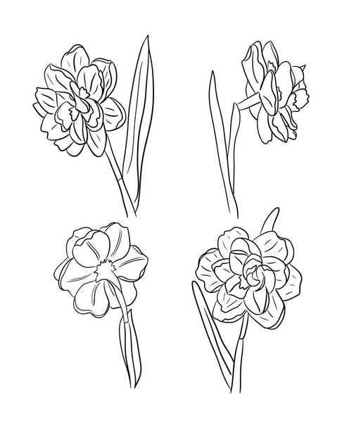 花の手をスケッチセットを描いた。水仙やナルシシスは白地に隔離されている。タトゥー、パターン、背景、包装紙、挨拶、はがきとして、ページを着色するために使用することができます - ベクター画像
