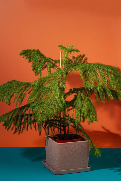 Norfolk Island pine, fresh sprout of exotic evergreen decorative houseplant, minimal studio design, orange background, love for plants, pine bonsai concept, hard light, deep shadow - Photo, Image