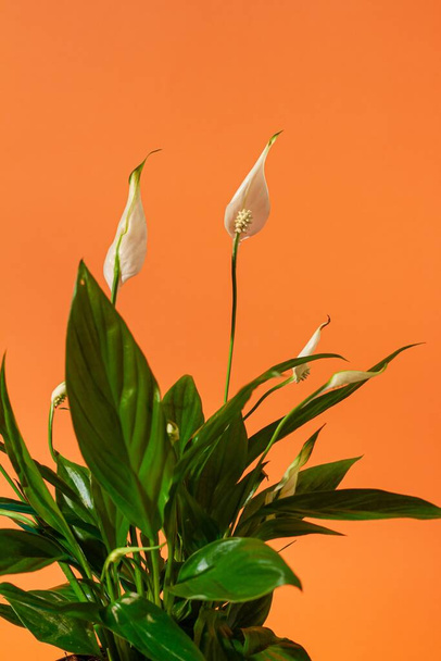 peace lily inflorescence detail, traditional clay pot houseplant, indoor minimal design studio photoshoot, orange free space background, popular easy care gift, cosy home decor, hard light deep shadow - Photo, Image