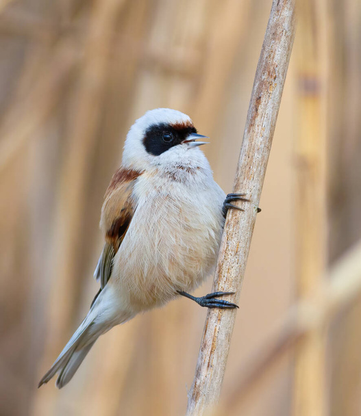 Eurasian penduline tit, remiz pendulinus. A bird sings while sitting on a reed stalk - 写真・画像