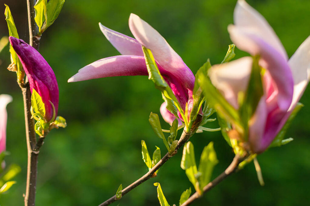 Flor de magnolia por la mañana. Mañana jardín. Flores primaverales. Arbustos florecientes. - Foto, Imagen