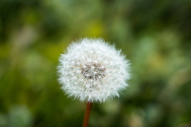 Dandelion seed pod in a beautiful background. High quality photo - Φωτογραφία, εικόνα