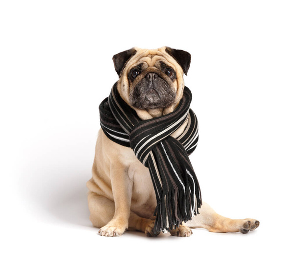 Purebred cute funny friendly dog pug in a warm stylish scarf around his neck on white background. The concept of walking with dogs in cold weather, clothing and accessories for pets. - Photo, Image