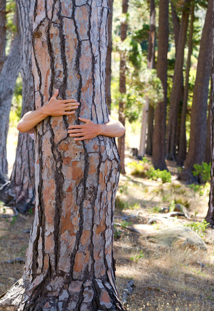 Closeup, hug and person outdoor, tree and sustainability in the woods, natural and carbon footprint. Zoom, human and nature lover embrace, forest and clean energy with climate change and protection. - Φωτογραφία, εικόνα