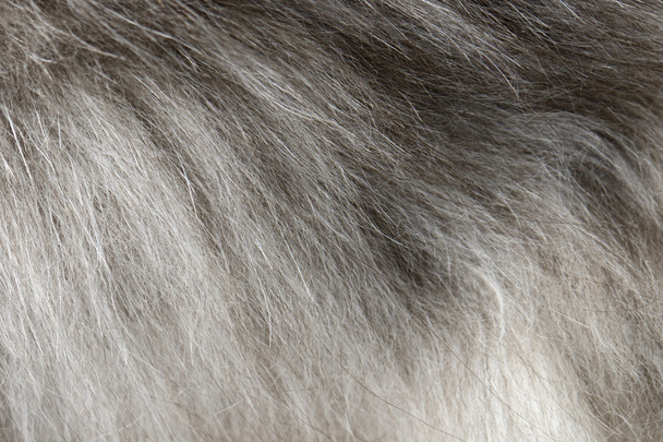 Close-up van grijze vacht achtergrond - Foto, afbeelding