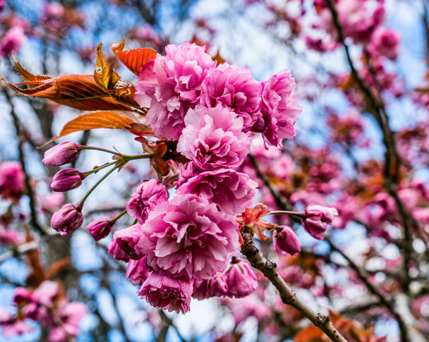 A macro shot of pink cherry blossoms in Seattle, Washington. - Φωτογραφία, εικόνα