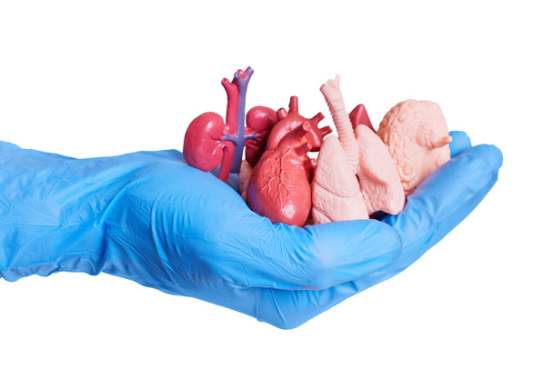 A handful of miniature anatomical replicas of human organs isolated on a white background. Medical, educational, or scientific design related concept. - Photo, Image