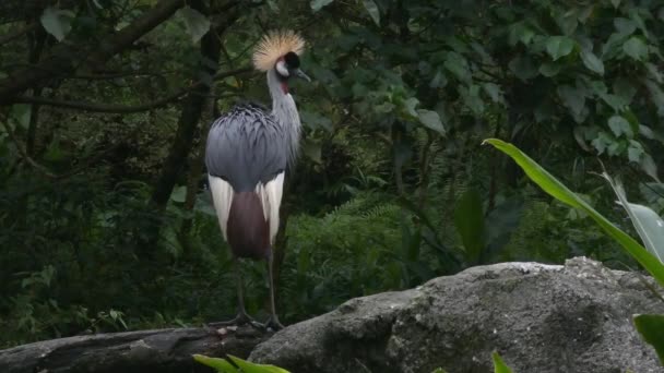 Harmaa kruunattu Crane, Balearica regulorum puhdistus sen plumage, toinen hitaasti ohi, 4k metsän kuvamateriaalia - Materiaali, video