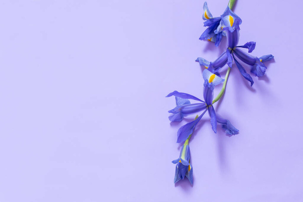 blue irises on purple paper background - Foto, imagen
