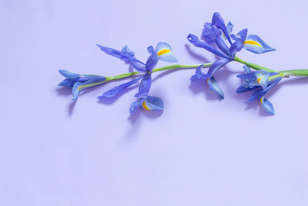 blue irises on purple paper background - Φωτογραφία, εικόνα