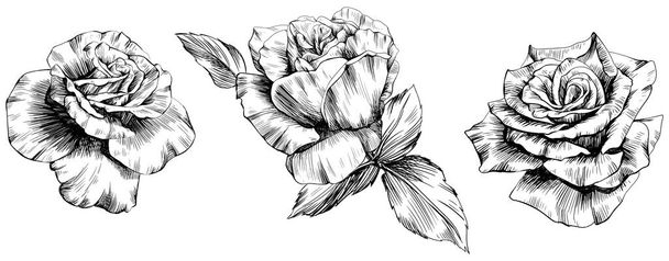 Rose flowers isolated on white. Hand drawn vintage illustration. - Vektor, Bild