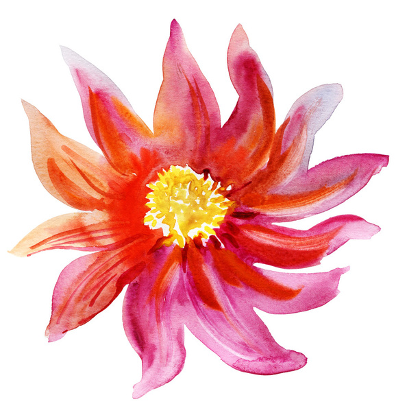 Watercolor painting of  beautiful Pink flower - Photo, Image