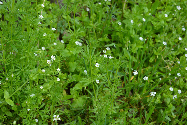 Bright green lawn from green grass with very small white flowers. - Photo, Image