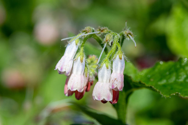 Primo piano dei fiori striscianti della Confrey (symphytum grandiflorum) in fiore - Foto, immagini