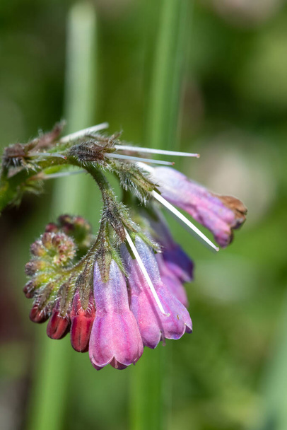 Close up of common comfrey (symphytum officinale) flowers in bloom - Photo, Image