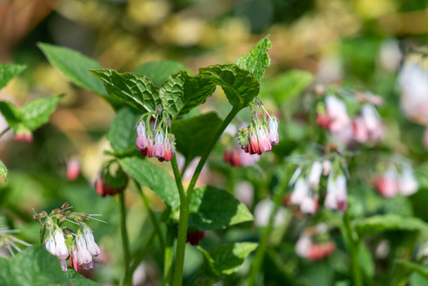 Lähikuva hiipivä comfrey (symphytum grandiflorum) kukkia kukassa - Valokuva, kuva
