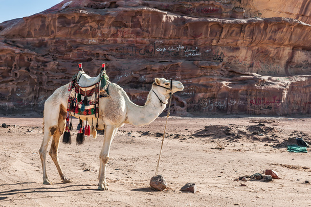 Camelo em pé em frente a uma formação rochosa na Jordânia
 - Foto, Imagem
