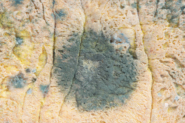 Close up of black fungus on expire bread. - Fotoğraf, Görsel