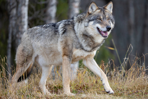 Perfil de lobo gris macho grande enfocado caminando sobre una colina en el bosque - Foto, Imagen